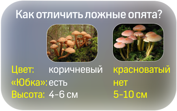 Ложные опята, как отличить?